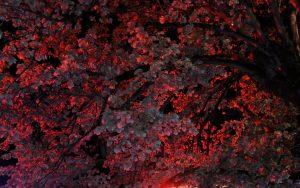 feuillage d'arbre éclairé en rouge
