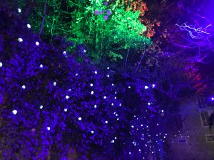 Projecteurs ultraviolets révèlent une nouvelle végétation fluorescente et phosphorescente