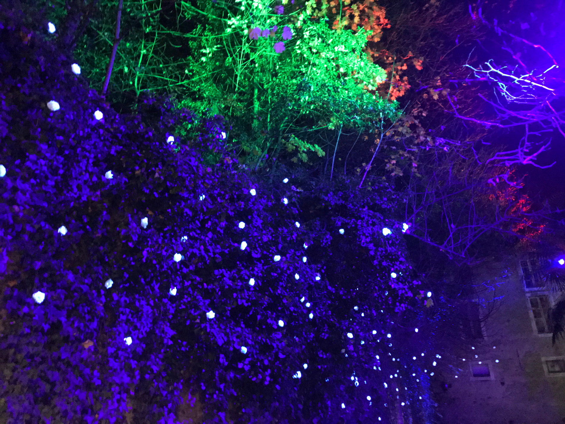 Projecteurs ultraviolets révèlent une nouvelle végétation fluorescente et phosphorescente