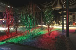 arbres éclairés par des lumières rouges et vertes